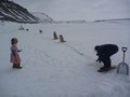 344 Deplacement des chiens vers neige propre