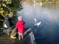 015 Cygne et peniches