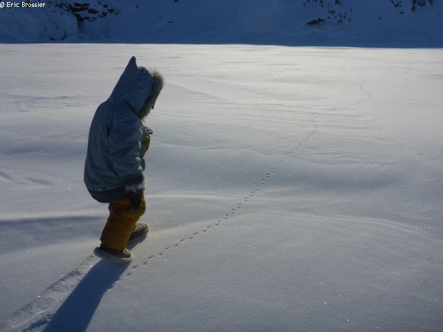 058 Aurore suit les traces d un lemming sur la banquise