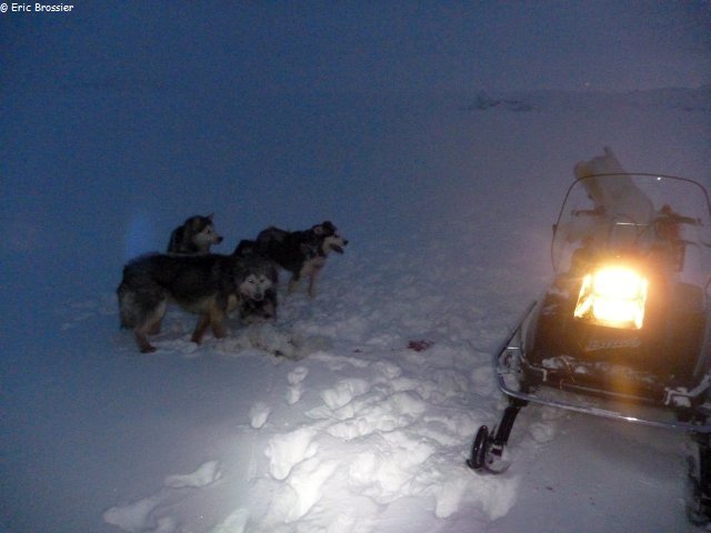 209 Leonie regarde chiens qui ont attrape un renard