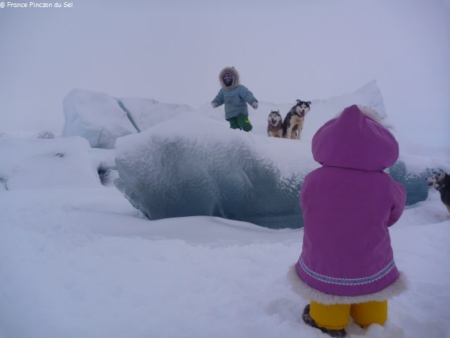 230 Avec les chiens sur un iceberg