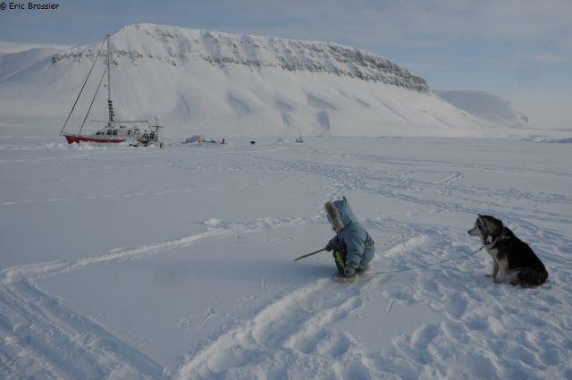 256 Feuille geante de neige