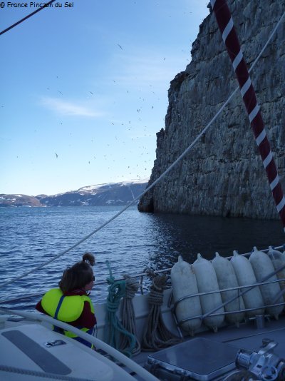 028 Colonie guillemots et mouettes Kipako