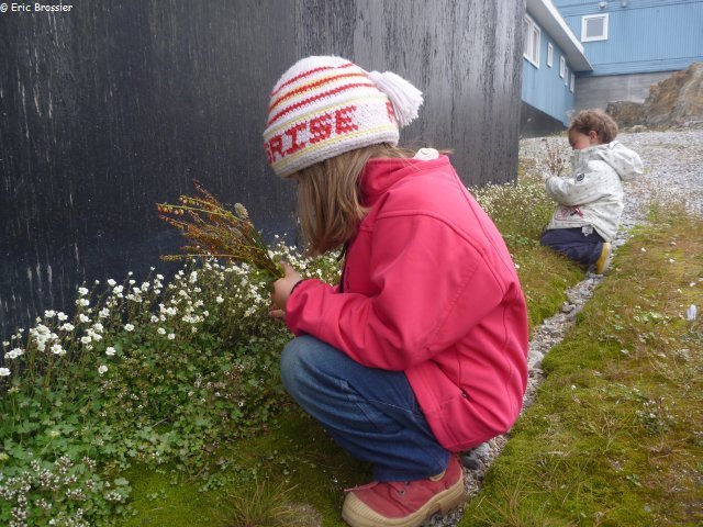 003 Petites fleurs Upernavik